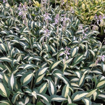 Hosta 'Pin-Up'